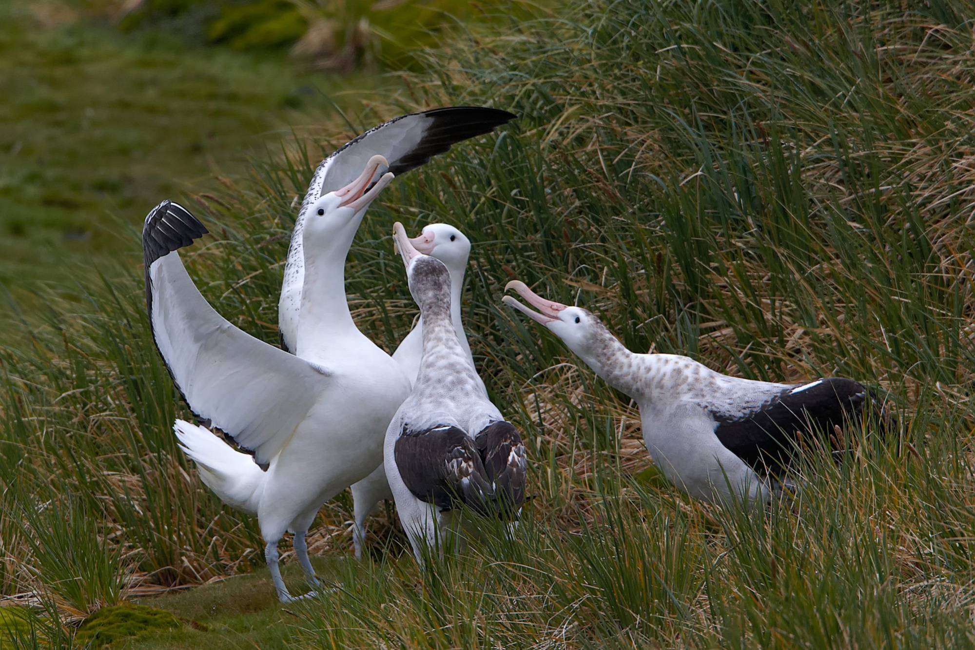 balzender Wanderalbatros auf Prion Island